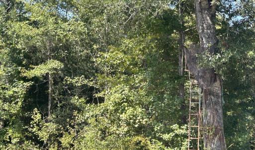 Photo #38 of 466 Indigo, Tabor City, NC 287.0 acres