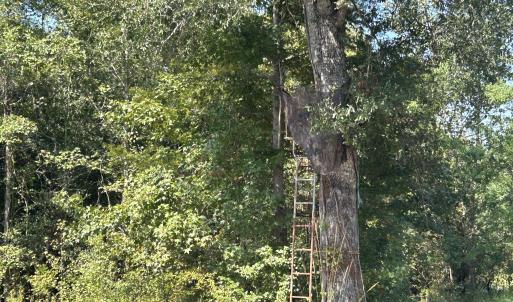 Photo #39 of 466 Indigo, Tabor City, NC 287.0 acres