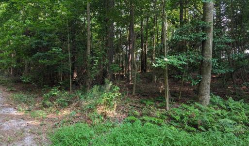 Photo #1 of 4595 Mercer Mill Brown Marsh, Clarkton, NC 10.2 acres