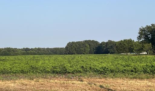 Photo #2 of 3541 Daughety White Road, Kinston, NC 21.3 acres