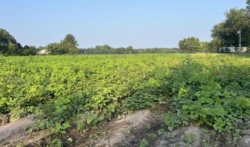 Photo #6 of 3541 Daughety White Road, Kinston, NC 21.3 acres
