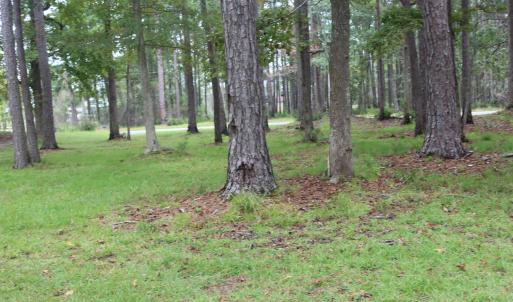 Photo #18 of 417 Mills, Oriental, NC 2.1 acres