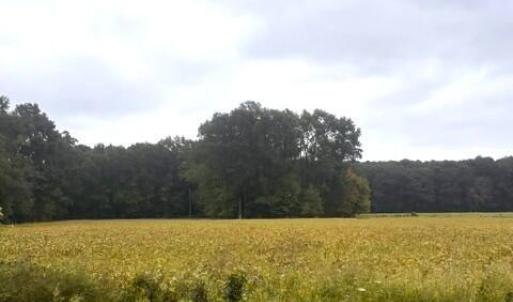 Road View