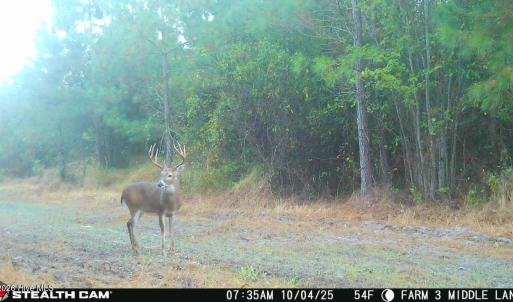 Deer