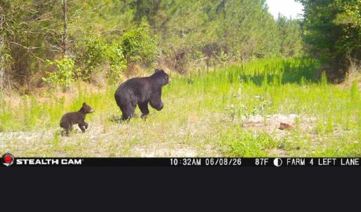 Bear and Cub