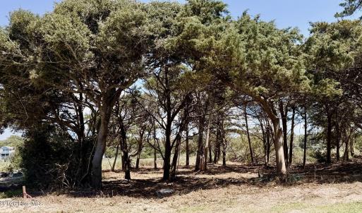 Recently Cleared Underbrush