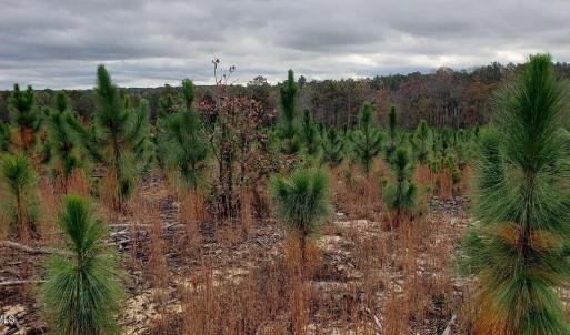 7Lk.LL.saplings2