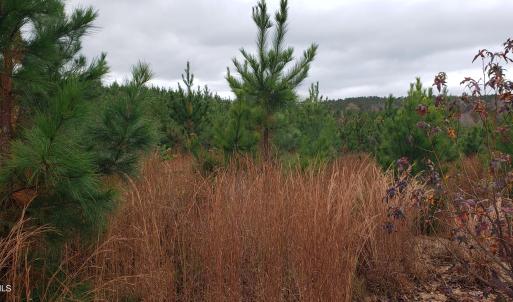 7Lk.Lob.Saplings
