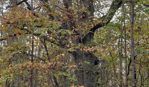 7Lk.WO.large.tree