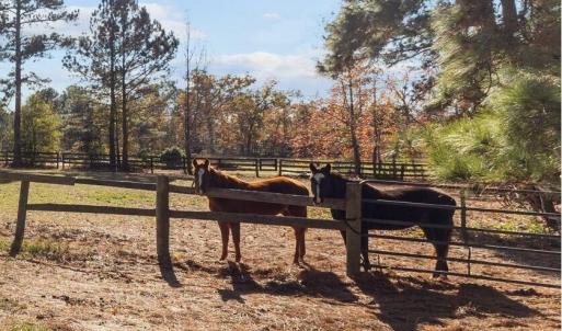 Horses