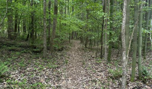 Bamboo Trail