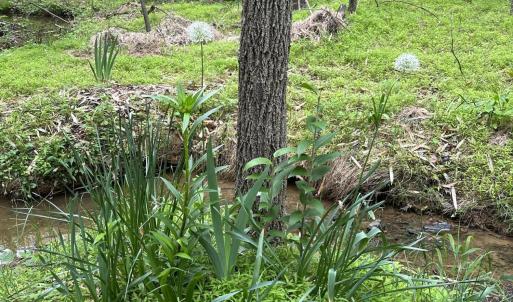 Stream into lake in spring