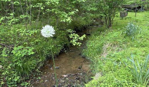 Stream into lake in spring