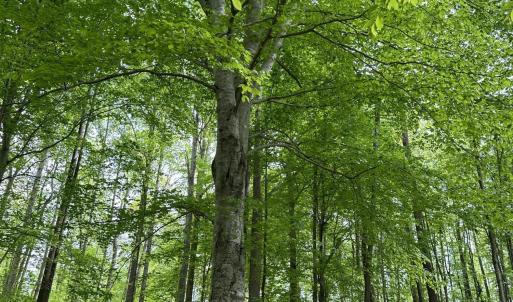 Bertha the ~250 Year Old Birch Tree
