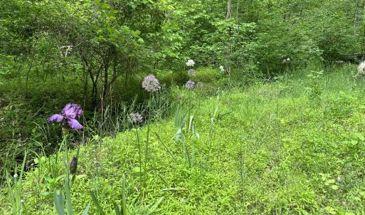 Stream into lake in spring