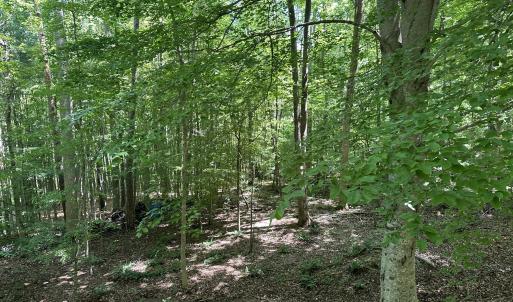 View from Treehouse