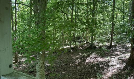 View from Treehouse