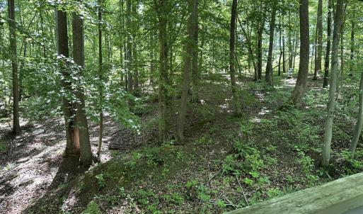 View from Treehouse