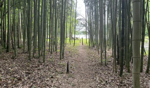 Bamboo Trail