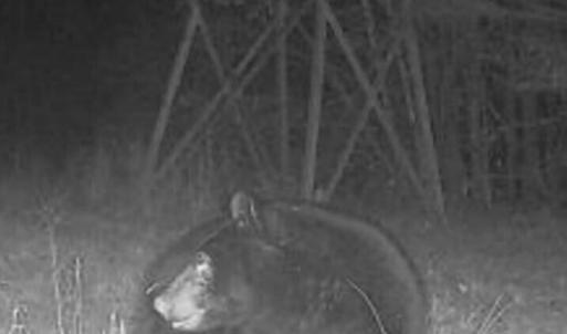 Trailcam pic