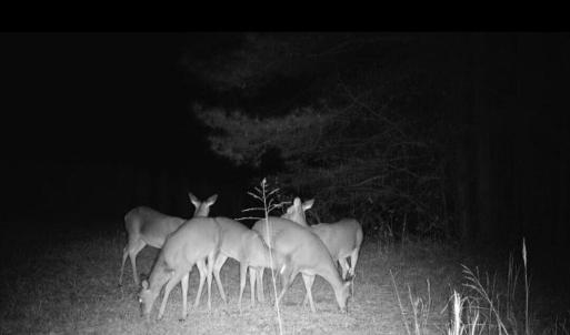 Trailcam pic
