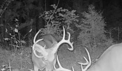 Trailcam pic