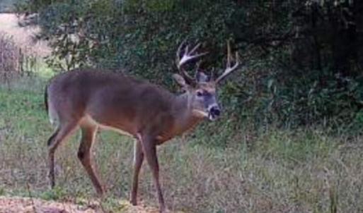 Trailcam pic