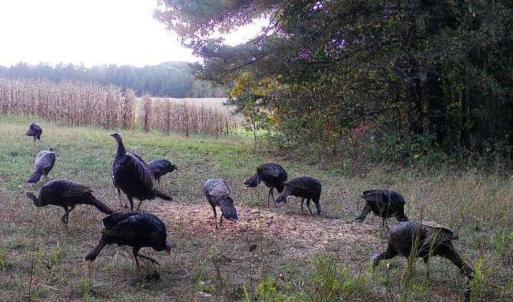 Trailcam pic