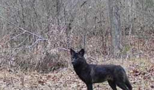 Trailcam pic