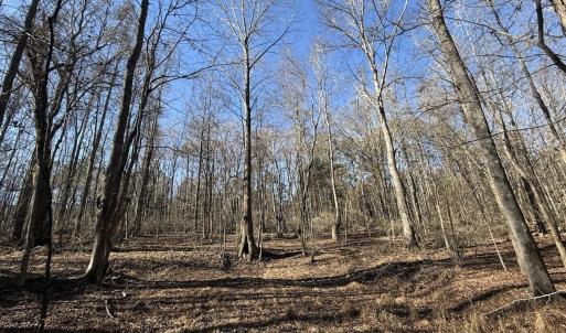 Mature Trees