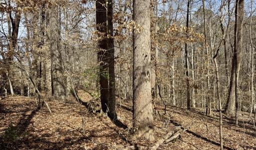 Mix of trees