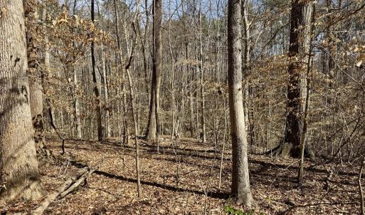 Wooded lot