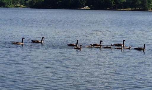 Ducks in Lake