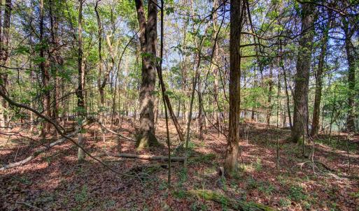 Wooded Lot