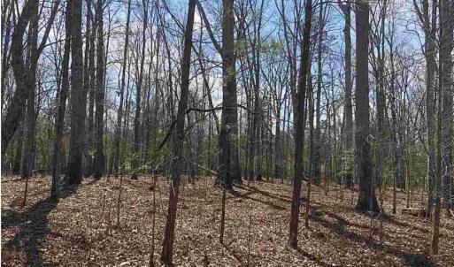 Woods Photo