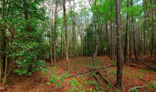 Cameron NC Ground Still16