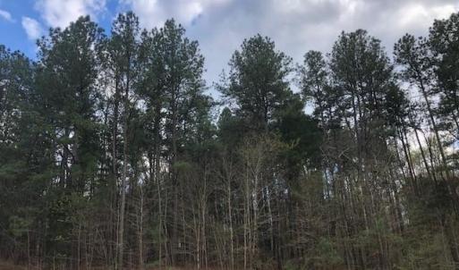 Tall Pines