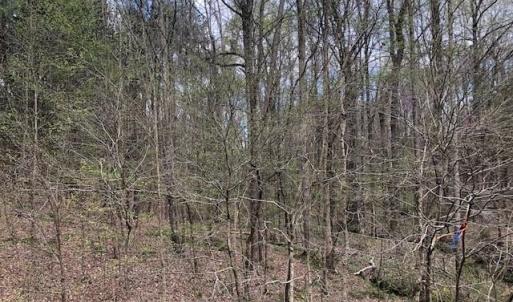 Live in the Woods