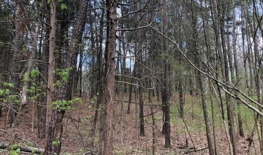 Mixture of Pine & Deciduous Trees