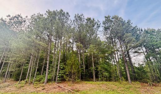 Green land pic 6