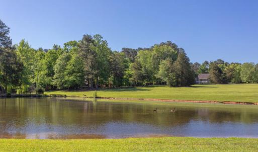 WHF pond with baby ducks