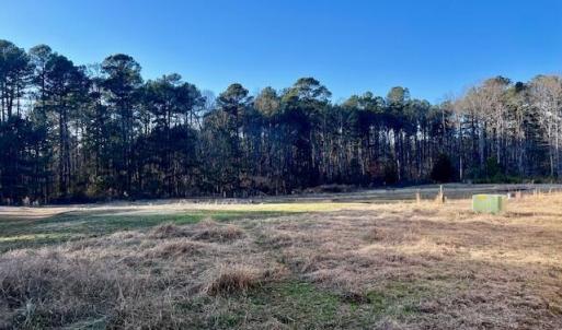back yard 2