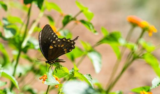 97-print-3123-brassfield-rd