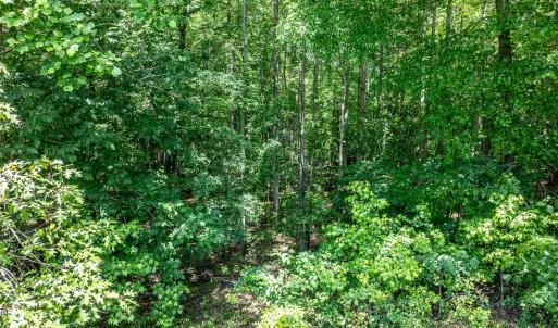 Wooded Building Lot