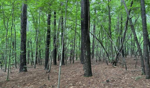 Lot View