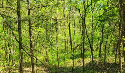 Wooded Highrock 2