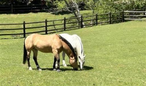 horses