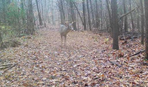 North Woods