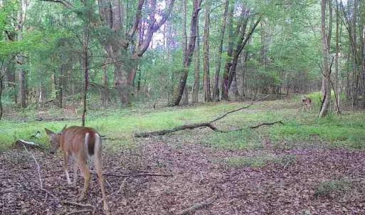 Lower Woods