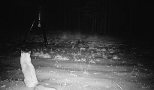Winter Fox